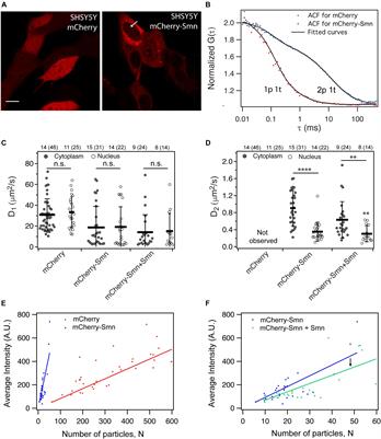 Fluorescence Correlation Spectroscopy Reveals Survival Motor Neuron Oligomerization but No Active Transport in Motor Axons of a Zebrafish Model for Spinal Muscular Atrophy